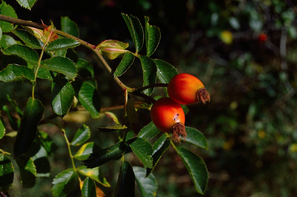 Goji Berry plant