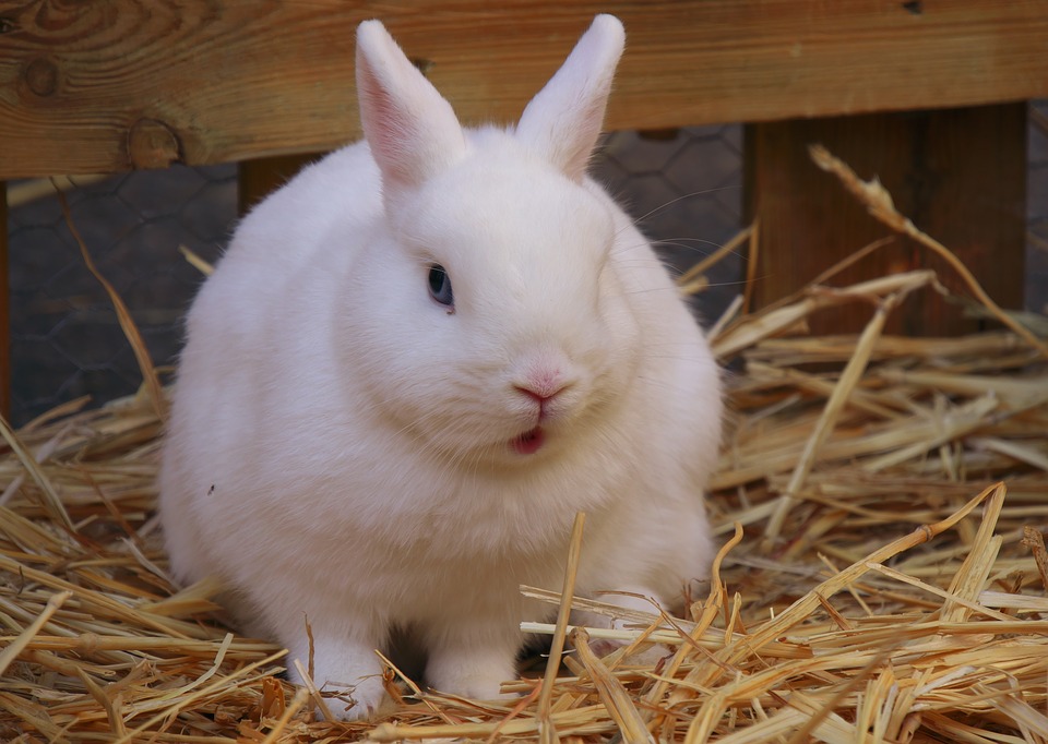 white rabbit